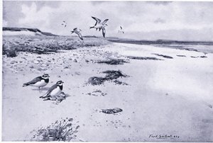Ring Plover and Young by Frank Southgate